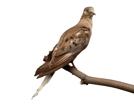 Passenger Pigeon